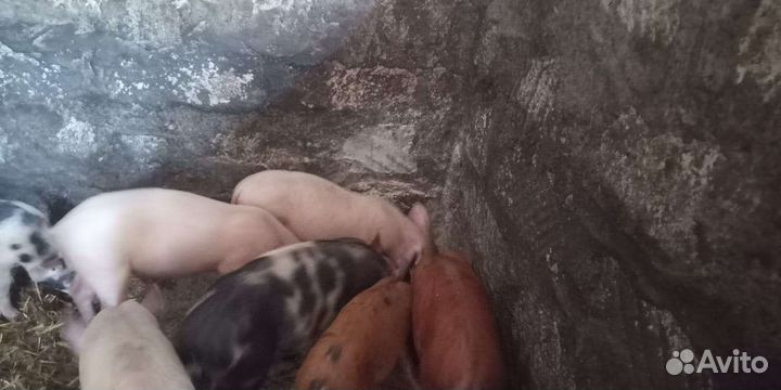 Продам поросят