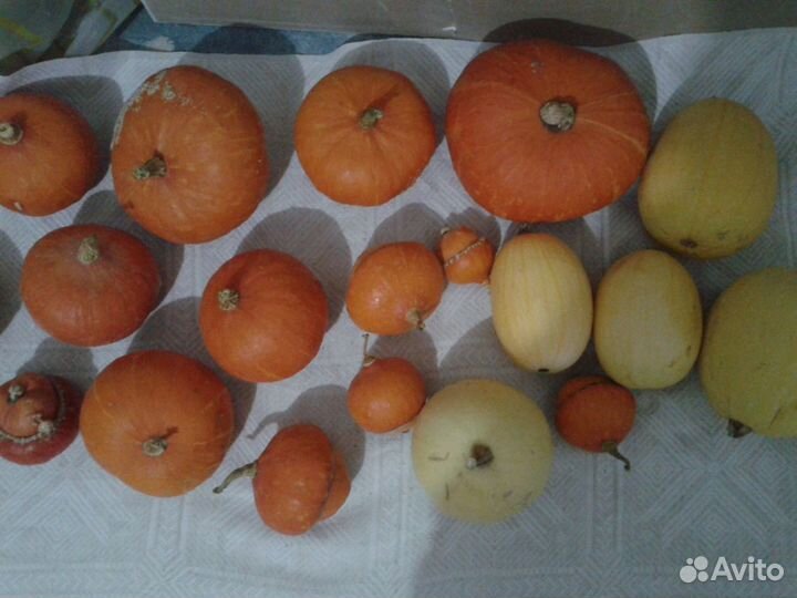 Тыквы декоративные