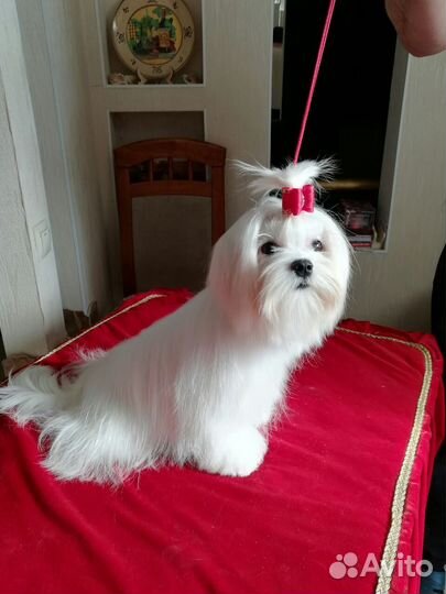 Мальтийская болонка с родословной