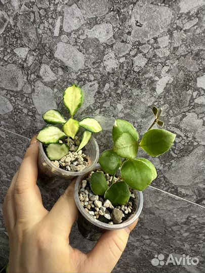 Хойя,часть 2