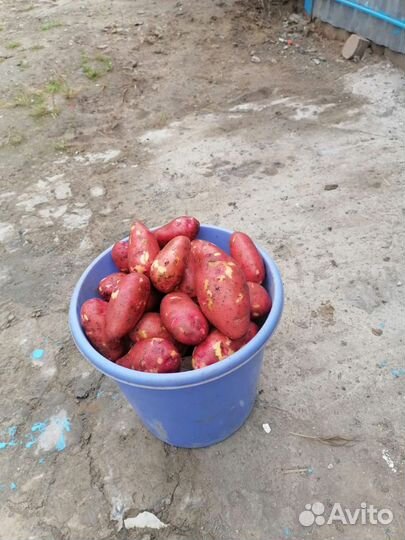 Продам картофель