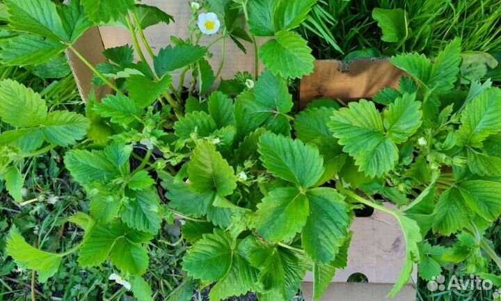 Клубника рассада саженцы 84 лучших сорта 2024-2025