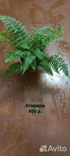 Комнатные растения