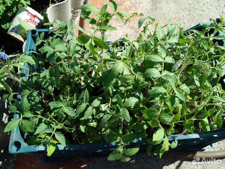 Рассада помидор