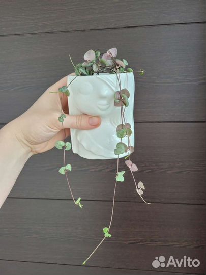 Циропегия Вуду