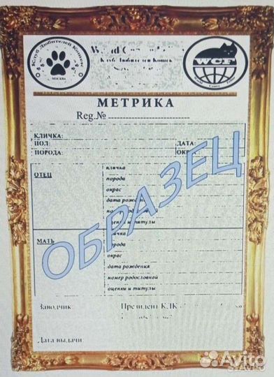 Родословная для кошки/Метрики/Сертификаты