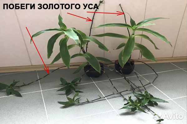 Золотой ус, в Нерехту доставка