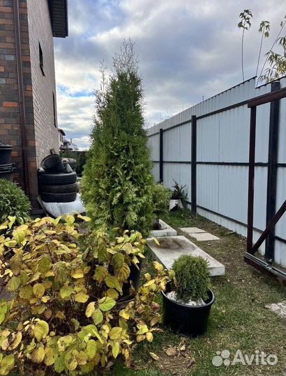 Можжевельник Андорра Компакт