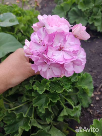 Пеларгония герань сортовая