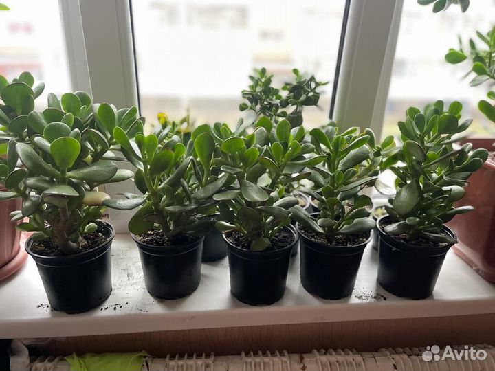 Толстянка крассула