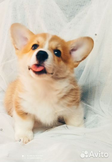 Щенок корги