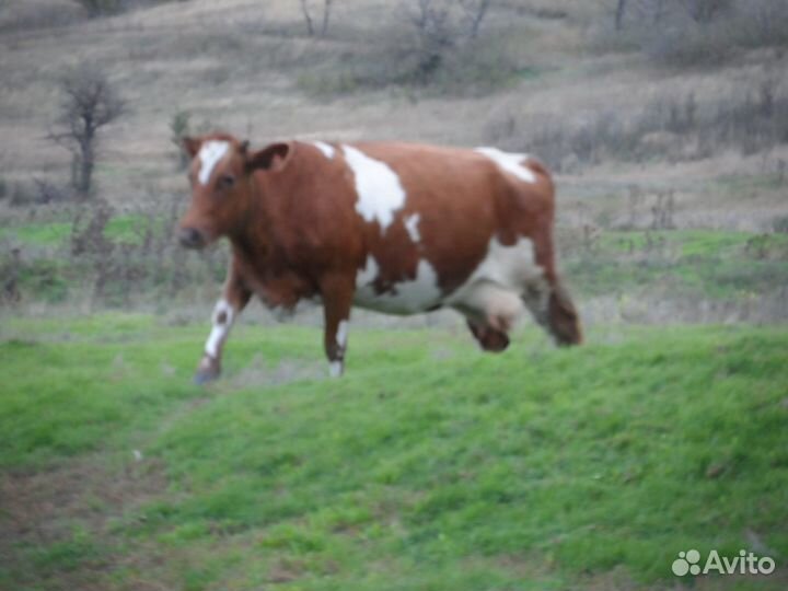 Продаю корову