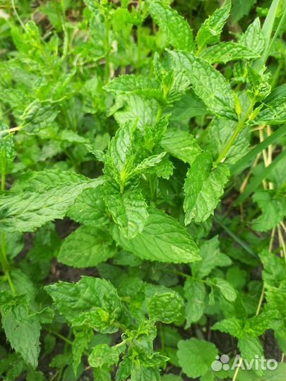 Мята сортовая, монарда