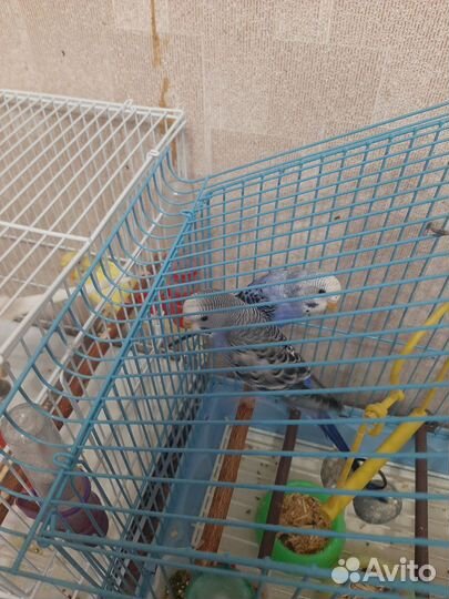 Волнистый попугай