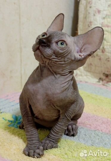 Канадский сфинкс