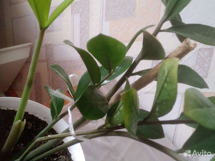 Зомиокулькас