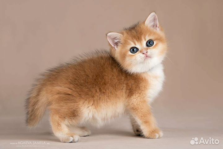 Котята золотые британские шиншиллы