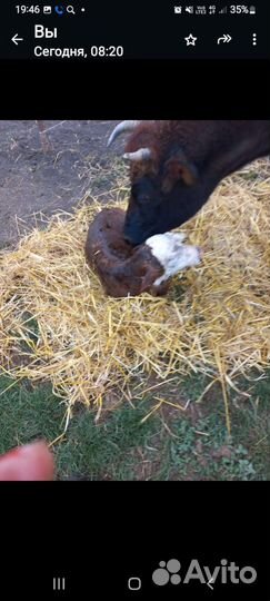 Корова с теленком