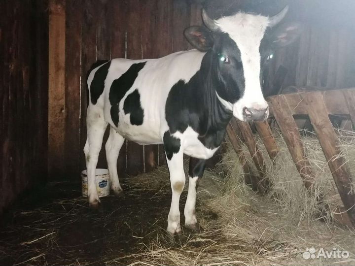 Нетель и бык