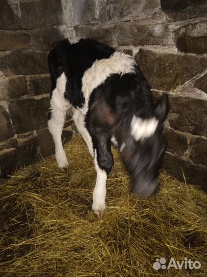 Продам телочку