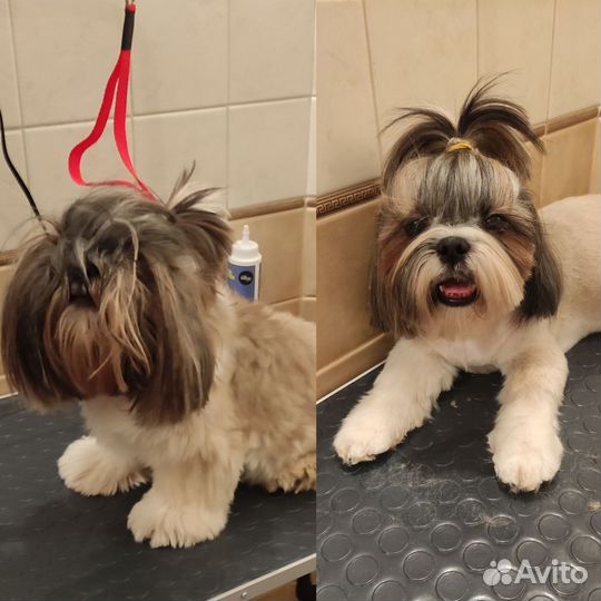 Домашняя передержка собак, груминг собак