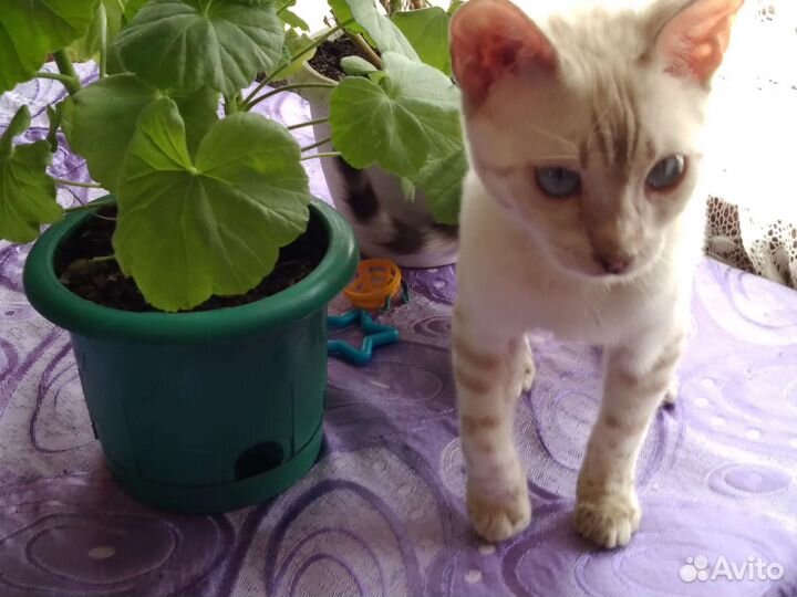 Бенгальские котята