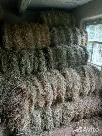Продам сено в рулонах
