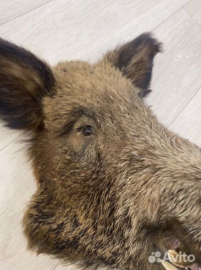 Продам Чучело головы кабана