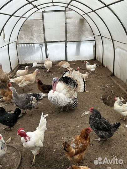 Инкубационное яйцо индейки