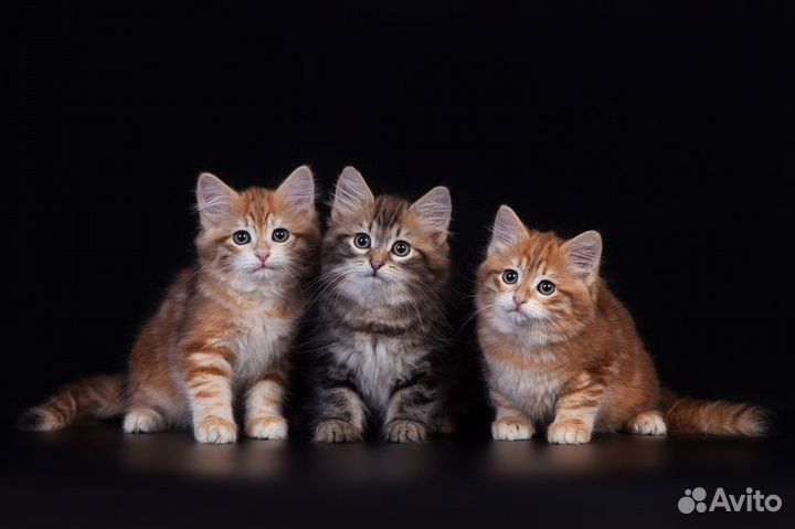 Сибирские котята