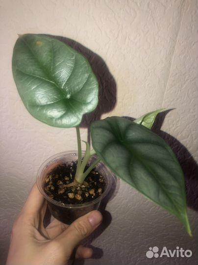 Алоказия Серебряный дракон / silver dragon