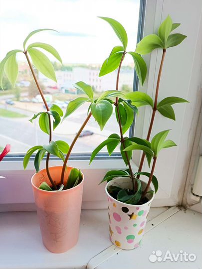 Пеперомия перескиелистная