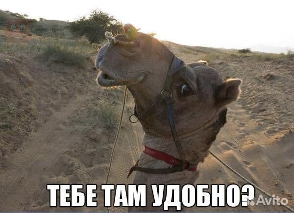 Прогулки на лошадях, пони, верблюде