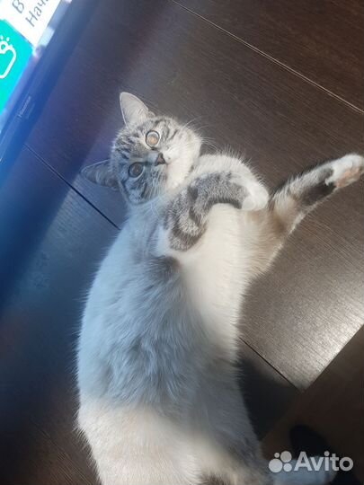 Кошка