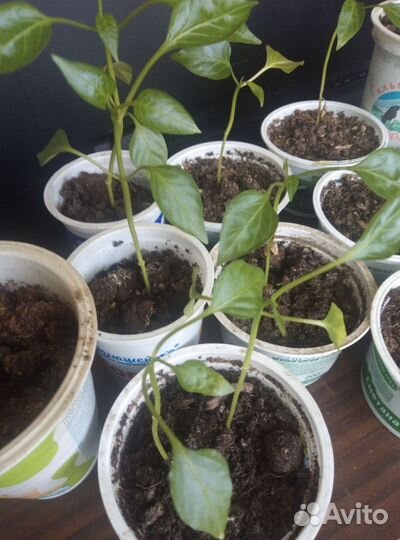 Продам рассаду перцев