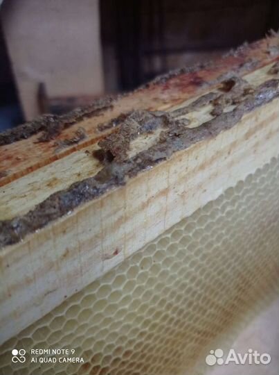 Прополис пчелиный