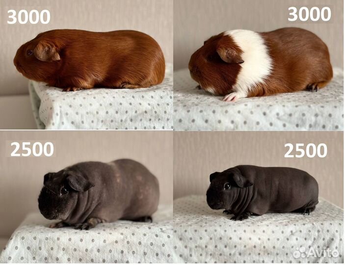 Морская свинка и вольер для морской свинки