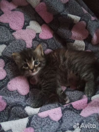 Котенок мальчик бесплатно