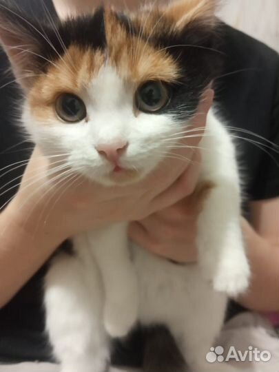 Отдам кошечку 4 мес