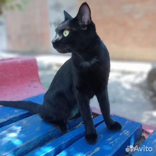 Кошка стерилизованная