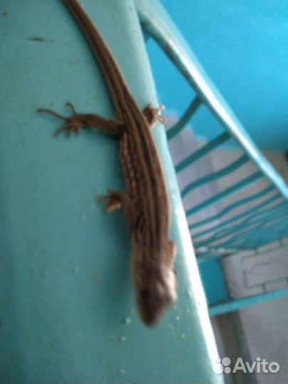 Ящирица обычная