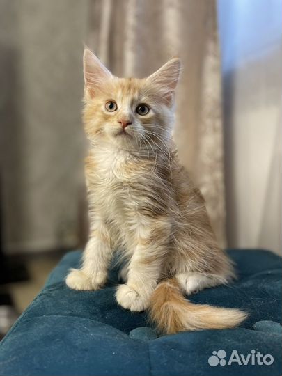 Мейн кун котик красный