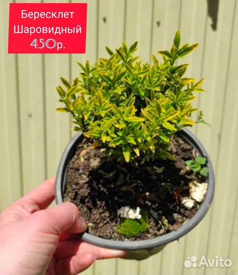 Саженцы Розмарин Жимолость Глициния Абутилон Туя