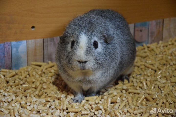 Продаются морские свинки американский тедди