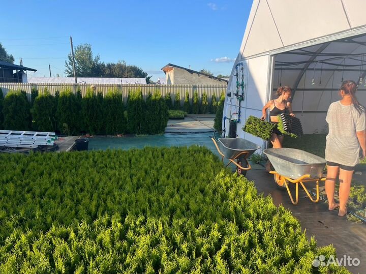 Черенки туи из Беларуси в мультиплатах