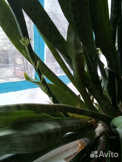 Комнатные цветы