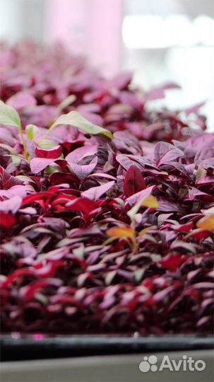 Семена для микрозелени