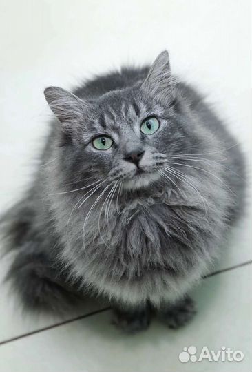 Пуша 2,5 года