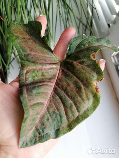 Сингониум сортовые