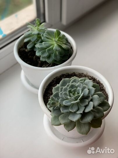 Суккуленты